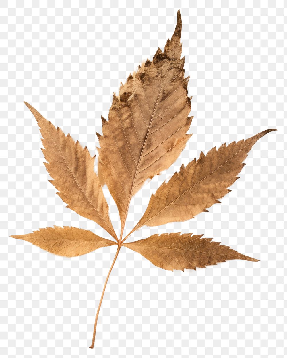 PNG  Real Pressed a cannabis leaf plant paper tree.