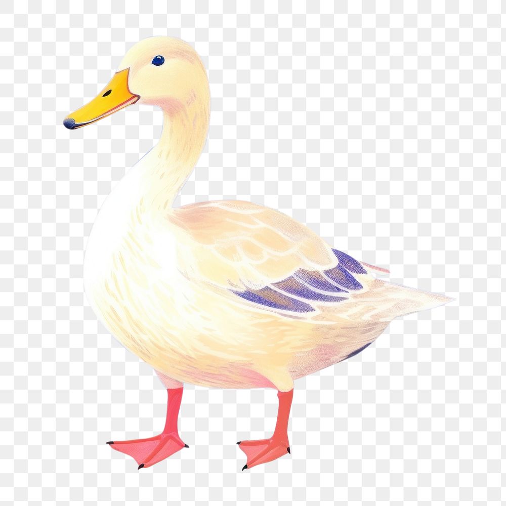 PNG  Duck drawing animal bird. AI generated Image by rawpixel.