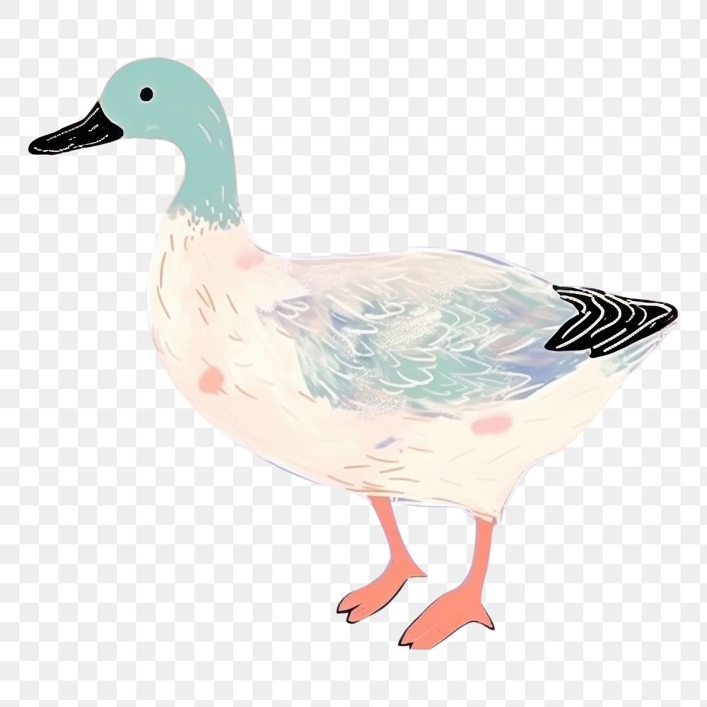 PNG  Duck drawing animal goose. 