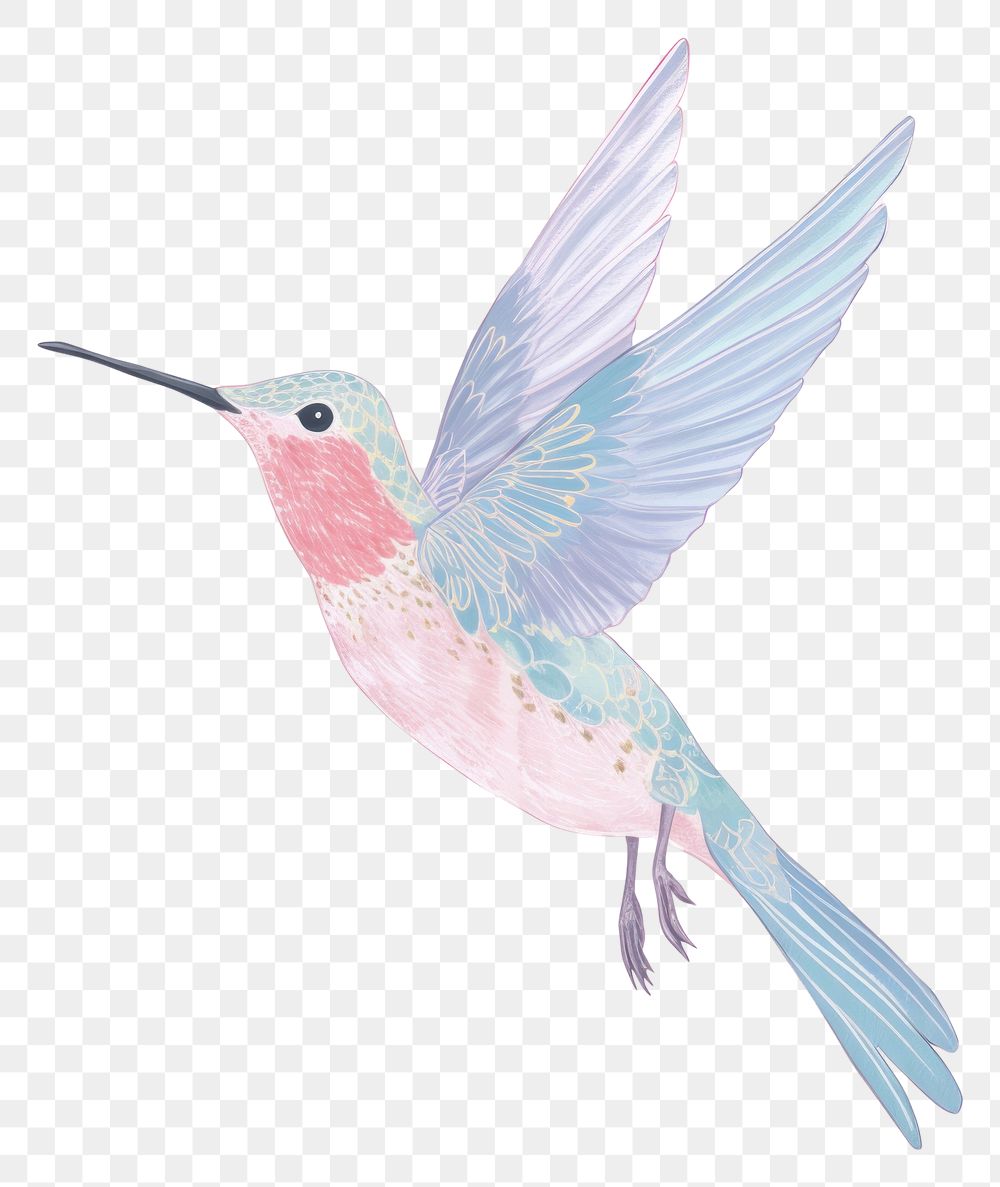 PNG  Hummingbird drawing animal art. AI generated Image by rawpixel.