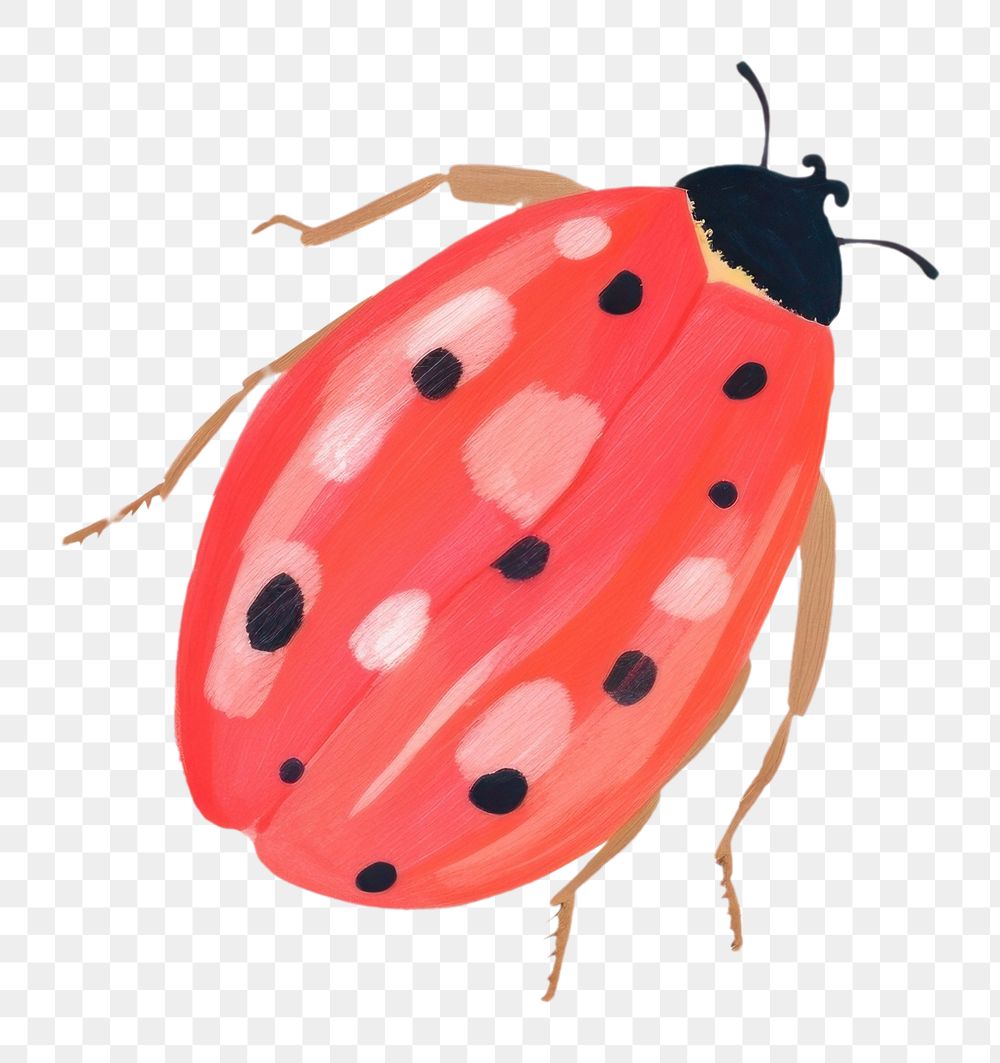 PNG  Ladybug pattern animal insect. 