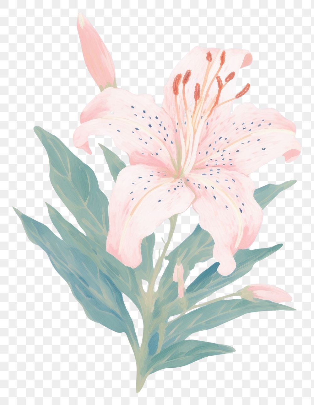 PNG  One lily drawing flower plant. AI generated Image by rawpixel.