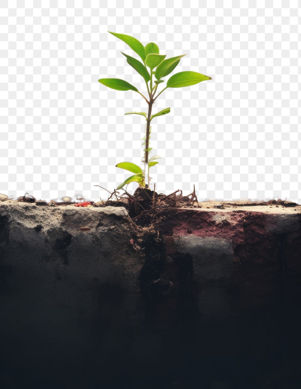 PNG A tiny plant grown up from the ruins leaf soil tree. AI generated Image by rawpixel.