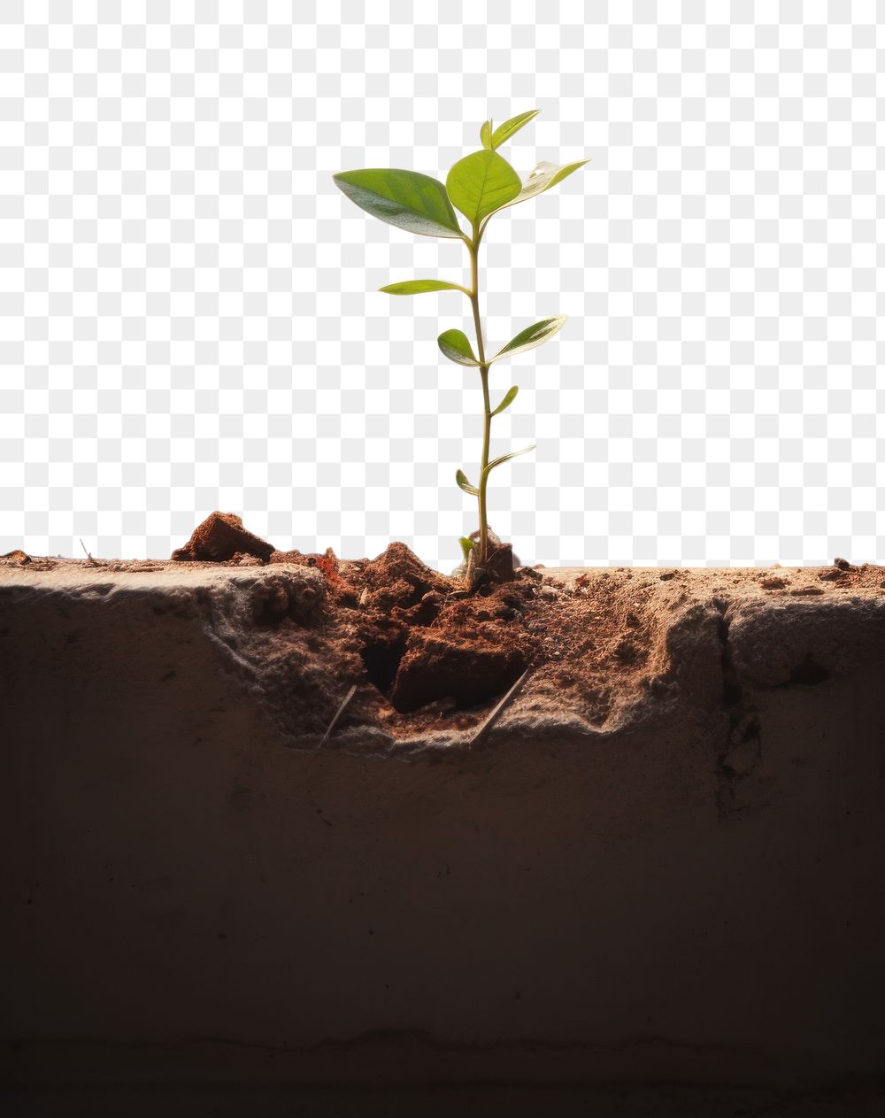 PNG A tiny plant grown up from the ruins with sunshine soil wall beginnings. AI generated Image by rawpixel.