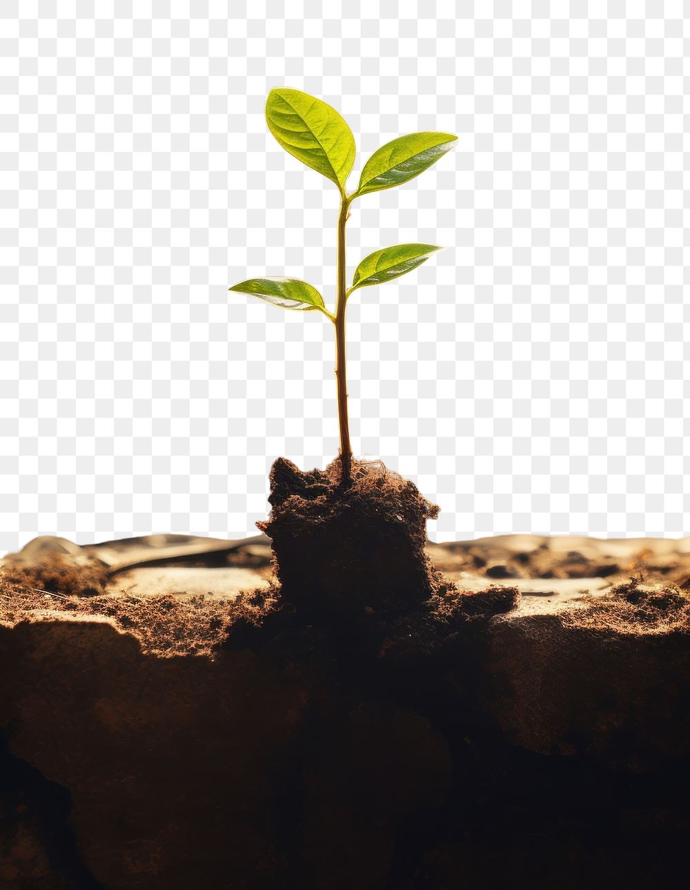 PNG A tiny plant grown up from the ruins with sunshine leaf soil beginnings. AI generated Image by rawpixel.