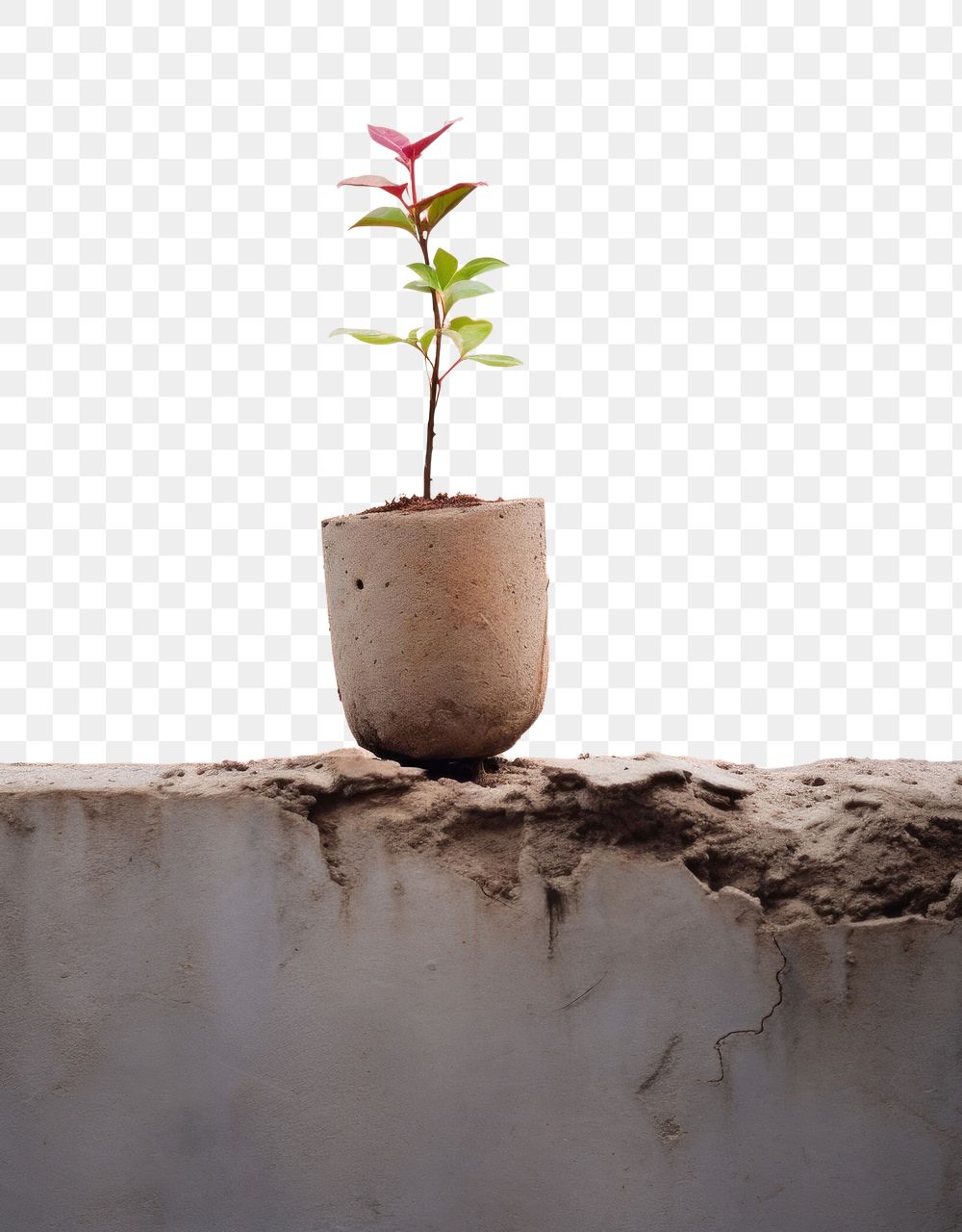 PNG A tiny plant grown up from the ruins wall architecture beginnings. AI generated Image by rawpixel.