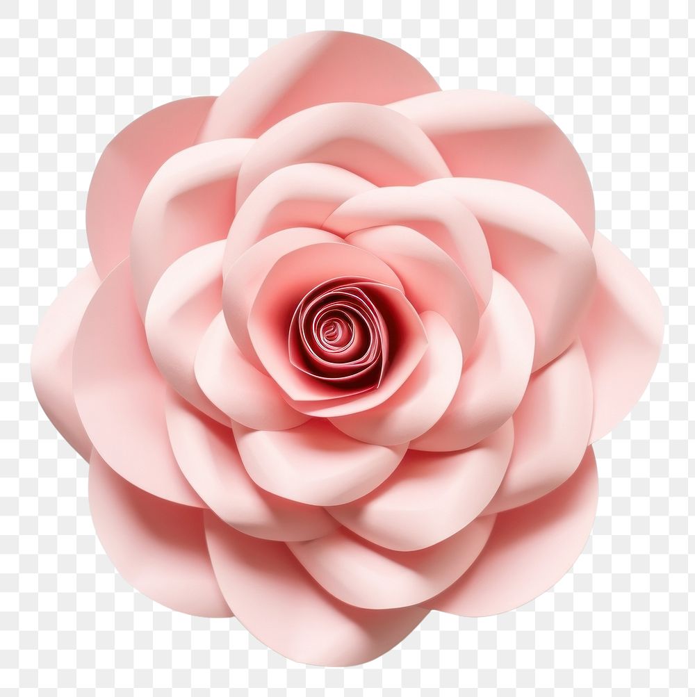 PNG Rose flower petal plant white background. AI generated Image by rawpixel.