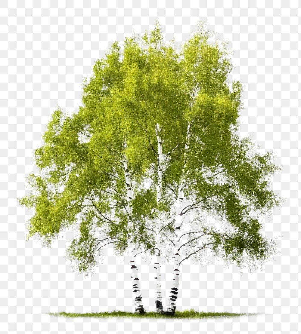 PNG  Aspen tree nature plant birch. AI generated Image by rawpixel.