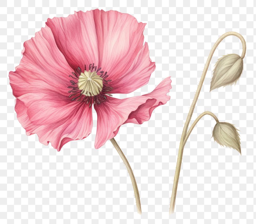 PNG  Poppy flower drawing petal plant.