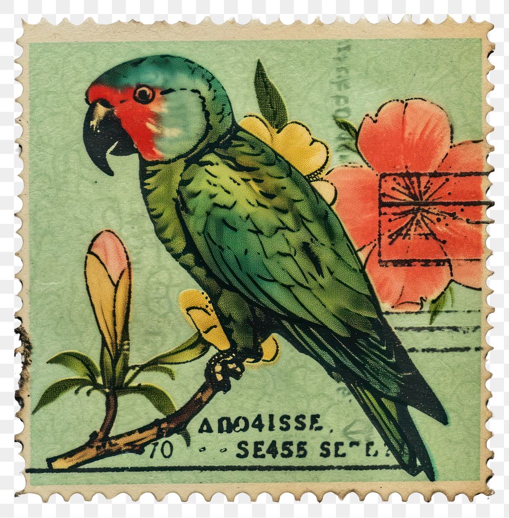 PNG Parrot animal bird nature.