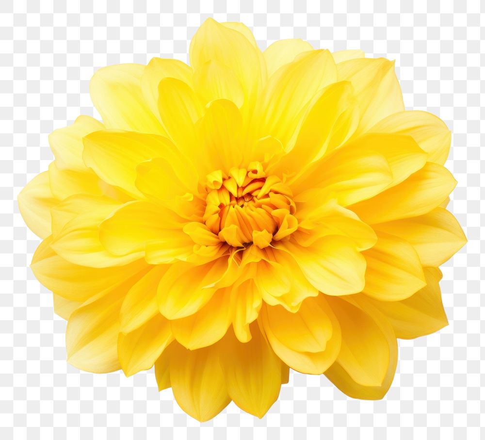PNG Flower dahlia yellow plant.