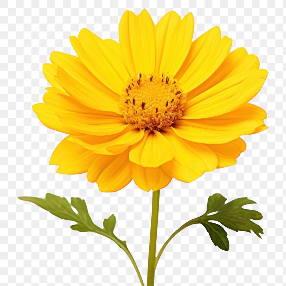 PNG Flower sunflower yellow petal.