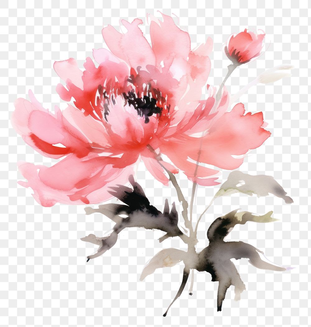 PNG Peony painting blossom flower. AI generated Image by rawpixel.