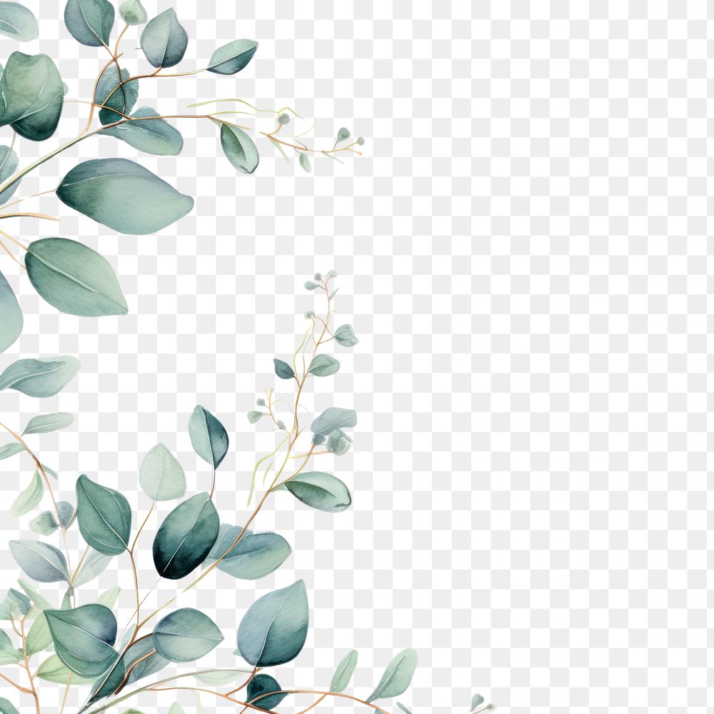 PNG  Eucalyptus border backgrounds pattern plant.