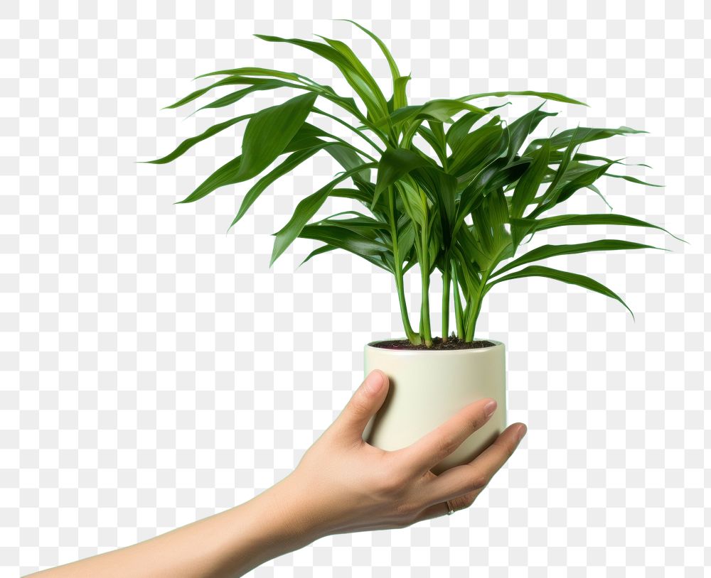 PNG Plant leaf houseplant arecaceae.