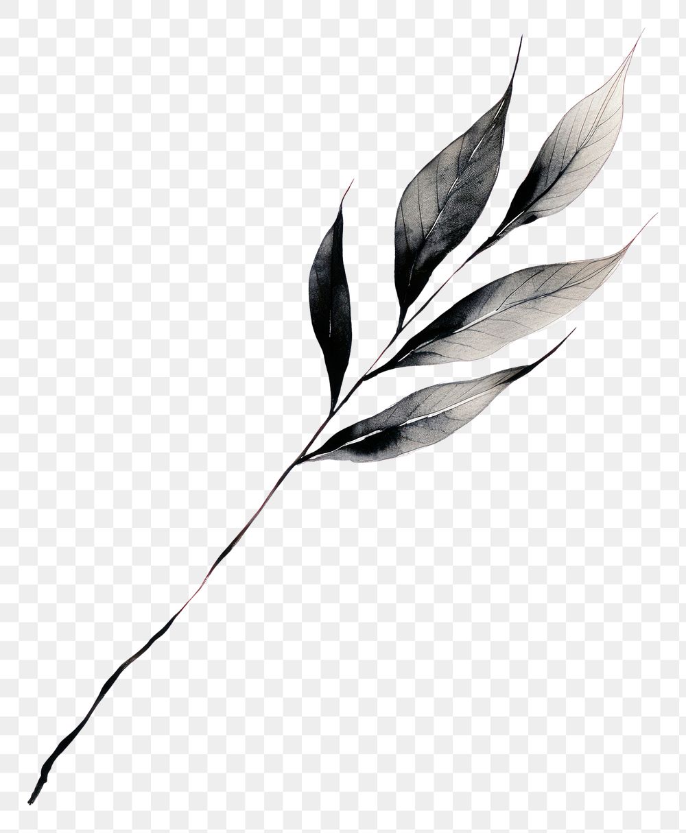PNG  Fall leaf drawing sketch plant.