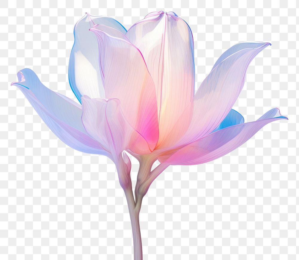 PNG Tulip iridescent blossom flower petal.