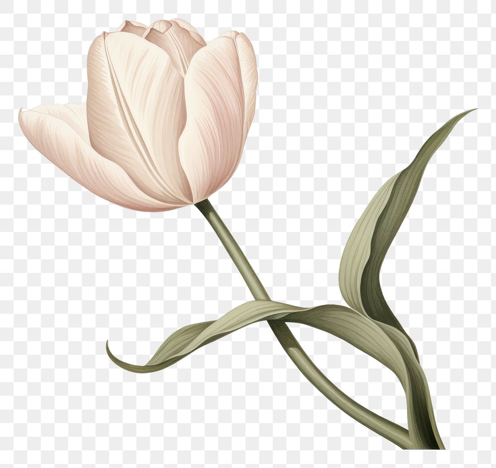 PNG Botanical illustration blooming tulip flower plant white.