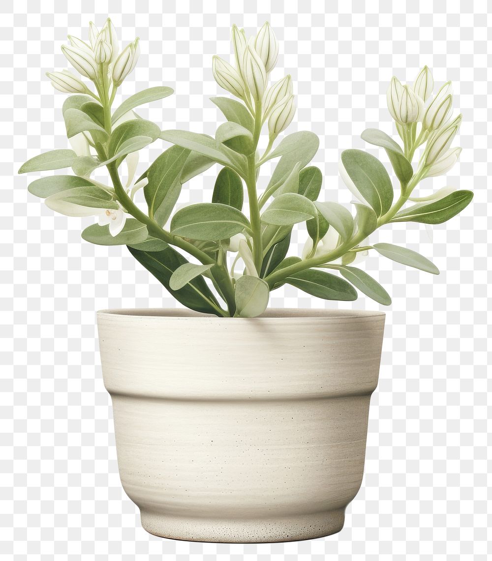 PNG Botanical illustration flower pot plant herbs vase.