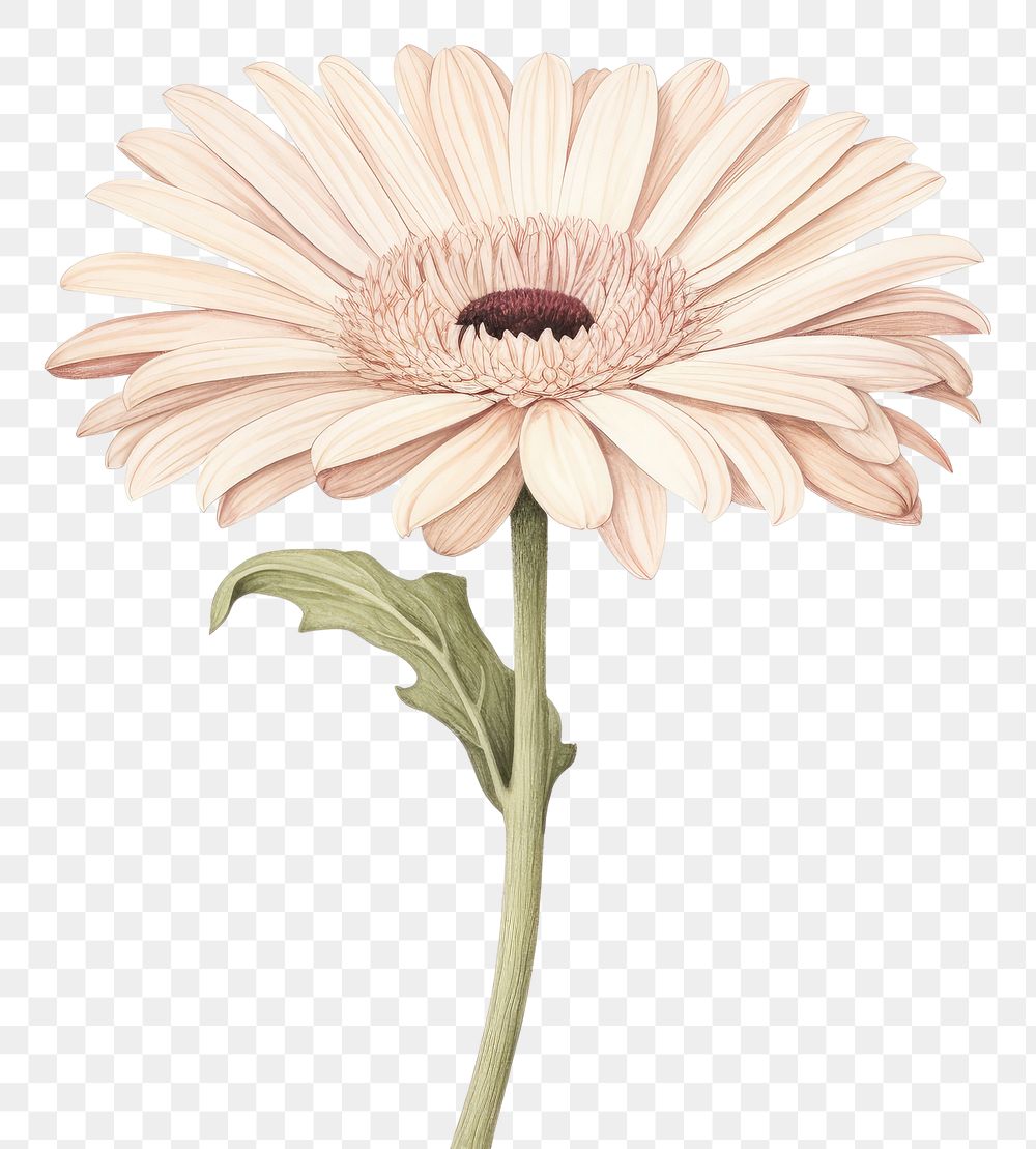 PNG Botanical illustration gerbera flower petal daisy.
