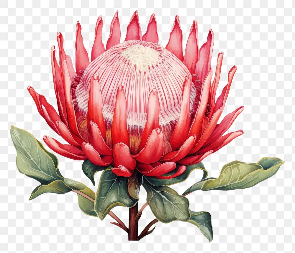 PNG Botanical illustration protea flower plant petal.