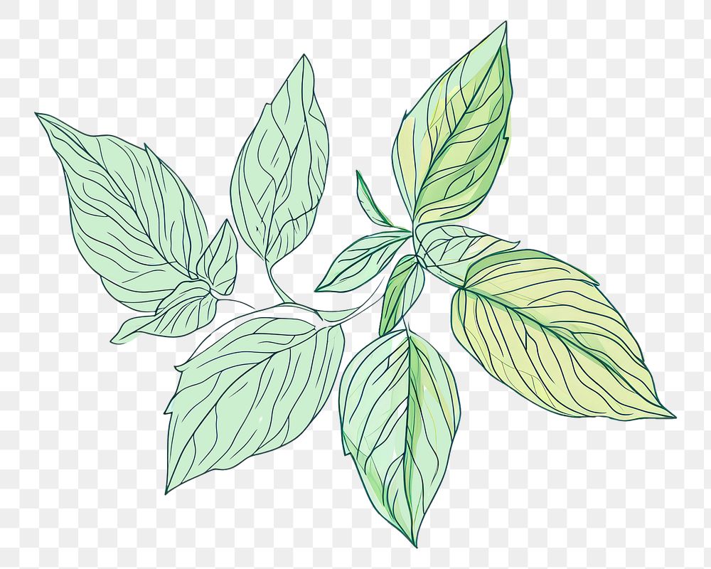 PNG  Continuous line drawing basil sketch plant herbs.