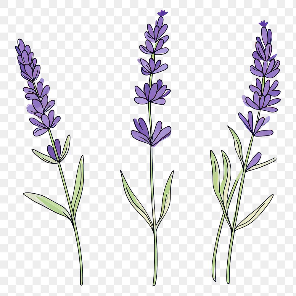 PNG  Continuous line drawing lavender flower plant inflorescence.