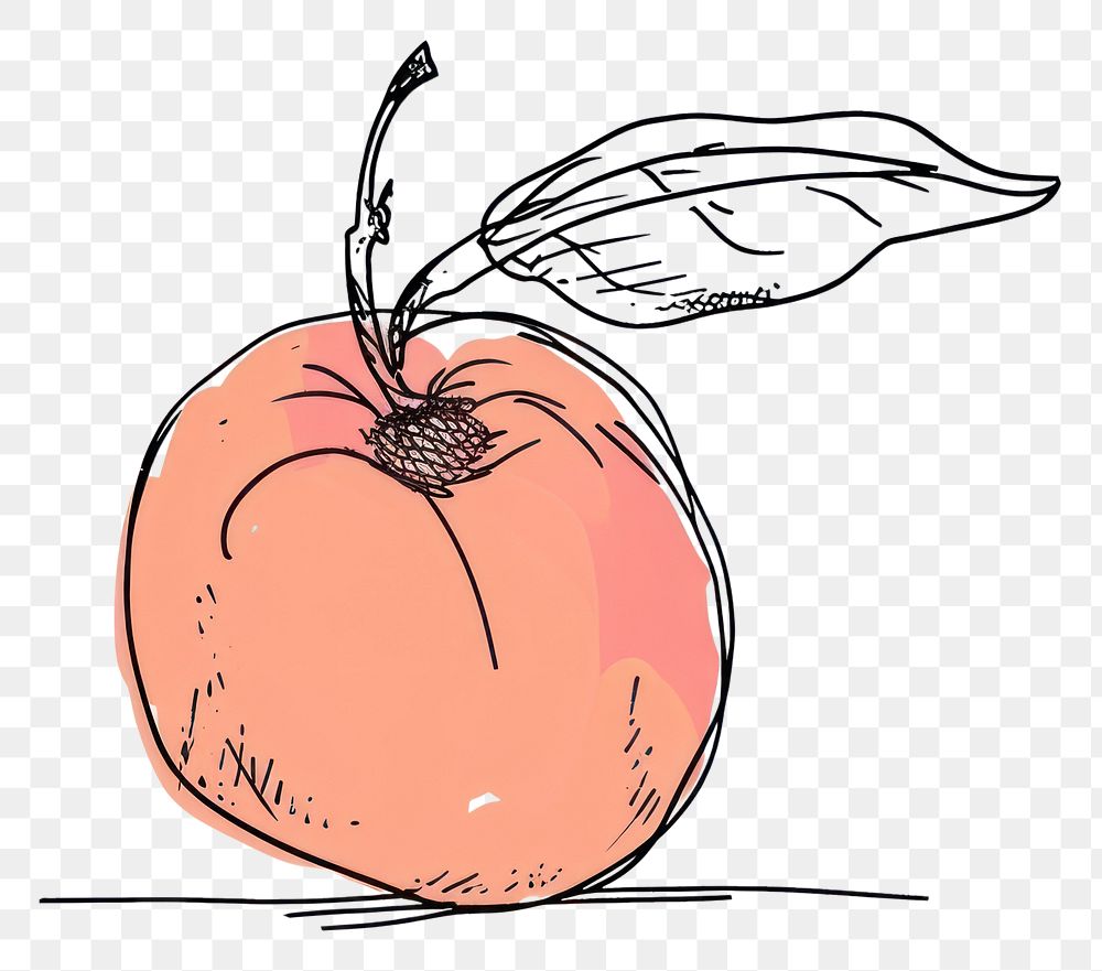 PNG  Continuous line drawing peach sketch apple fruit.