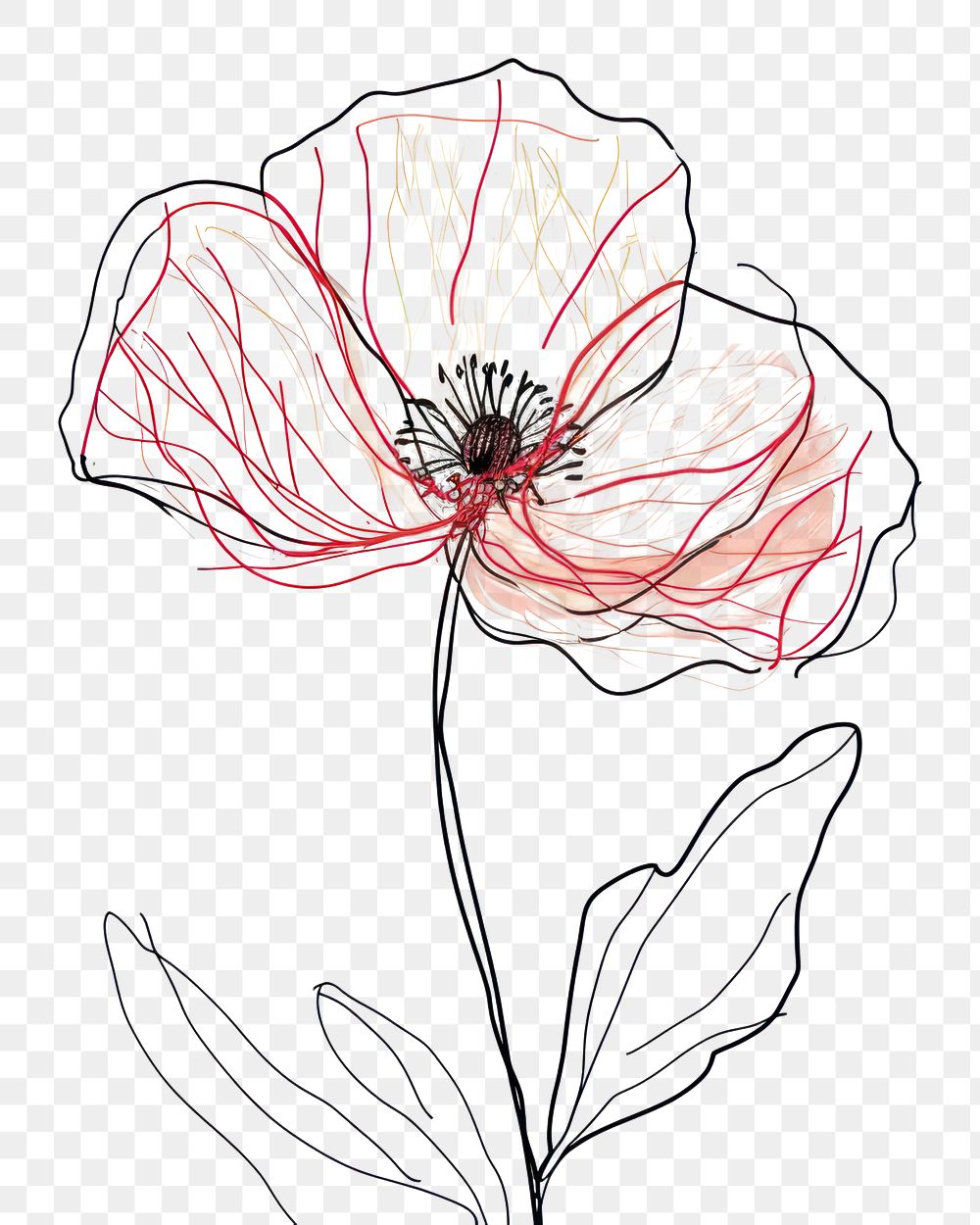 PNG  Continuous line drawing poppy flower sketch plant art.