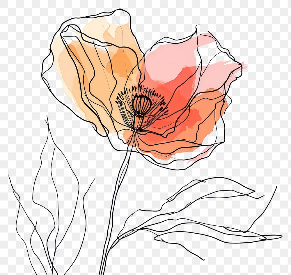 PNG  Continuous line drawing poppy flower sketch plant rose.