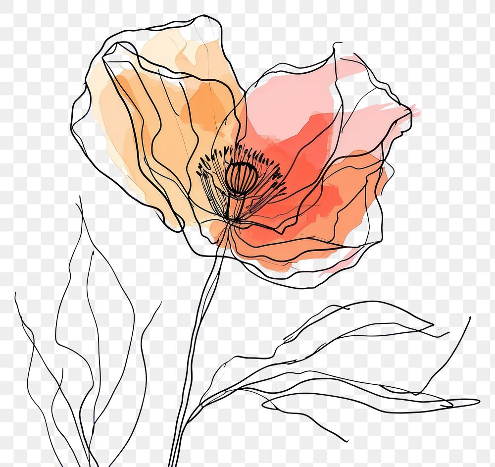 Linear illustration of a rose flower, premium image by rawpixel.com / poyd