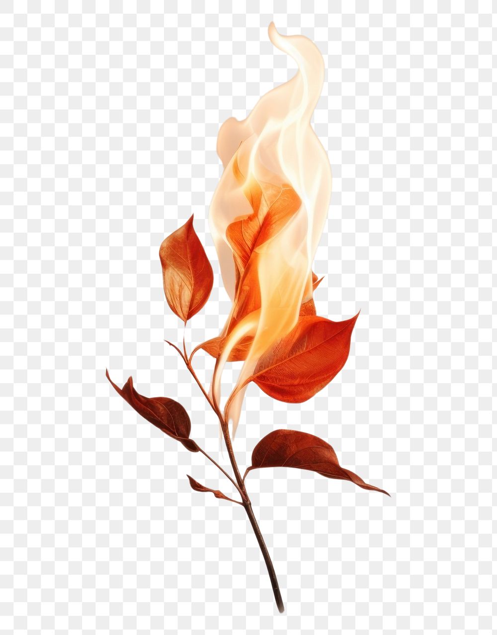 PNG Plant leaf fire fragility.