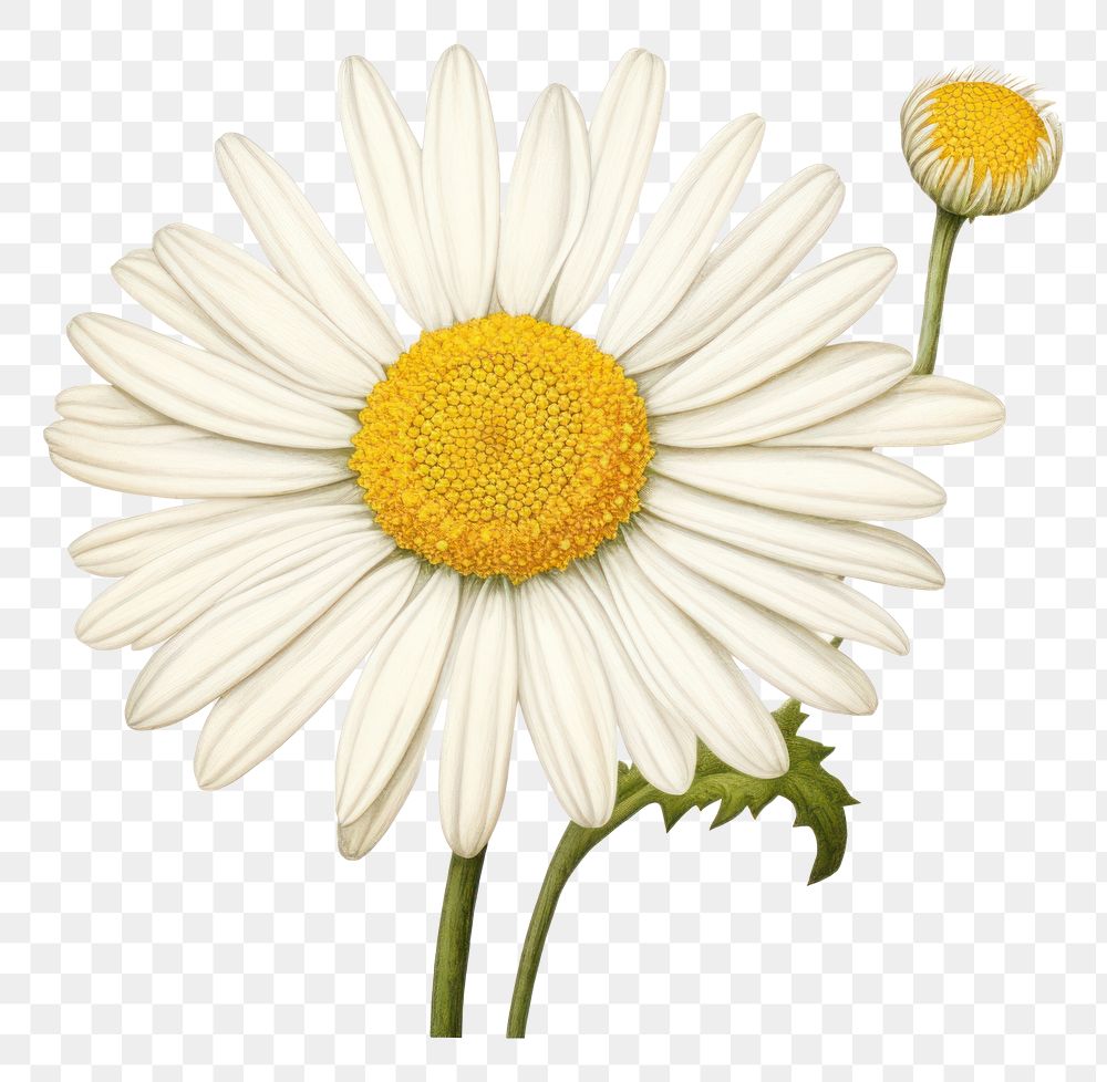 PNG  Daisy in embroidery style flower plant white.