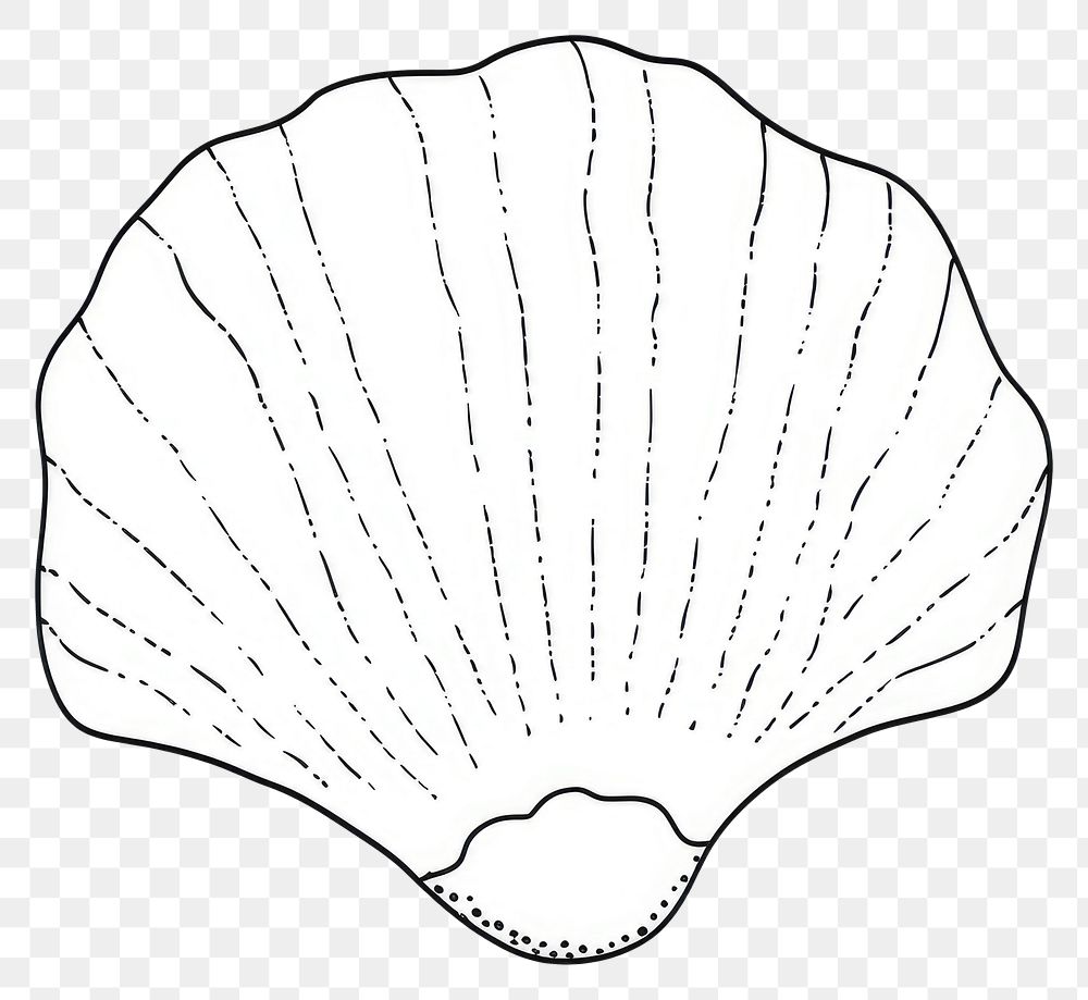 PNG Shell sketch clam invertebrate.