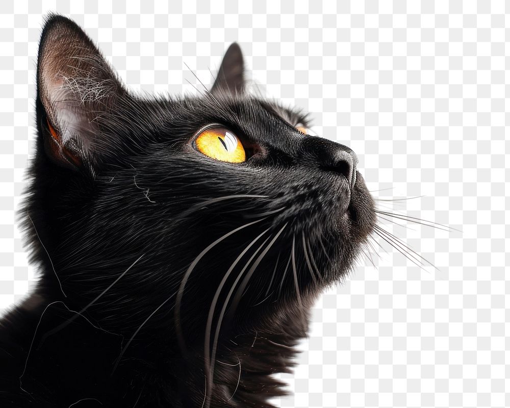 PNG  Black cat animal mammal pet.