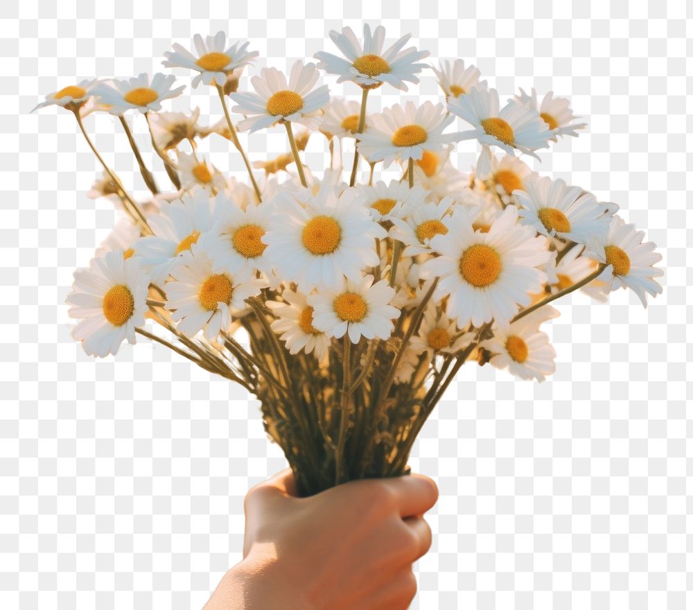 PNG  Hand holding daisy bouquet outdoors blossom flower. AI generated Image by rawpixel.