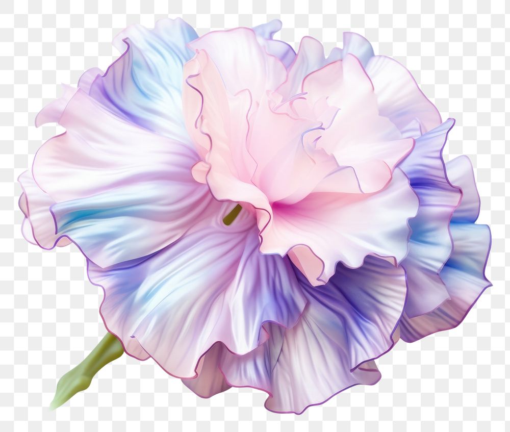 PNG  Carnation flower iridescent petal plant white background.