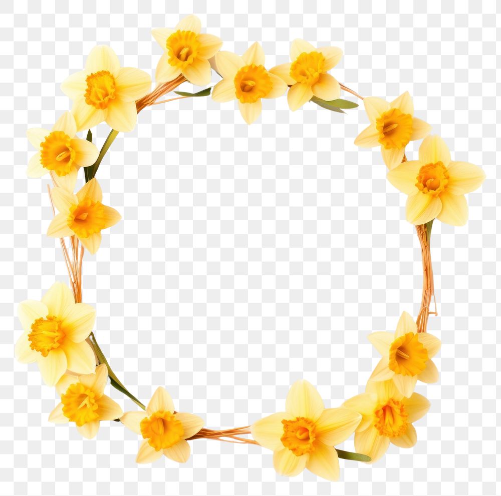 PNG  Flower daffodil wreath petal.