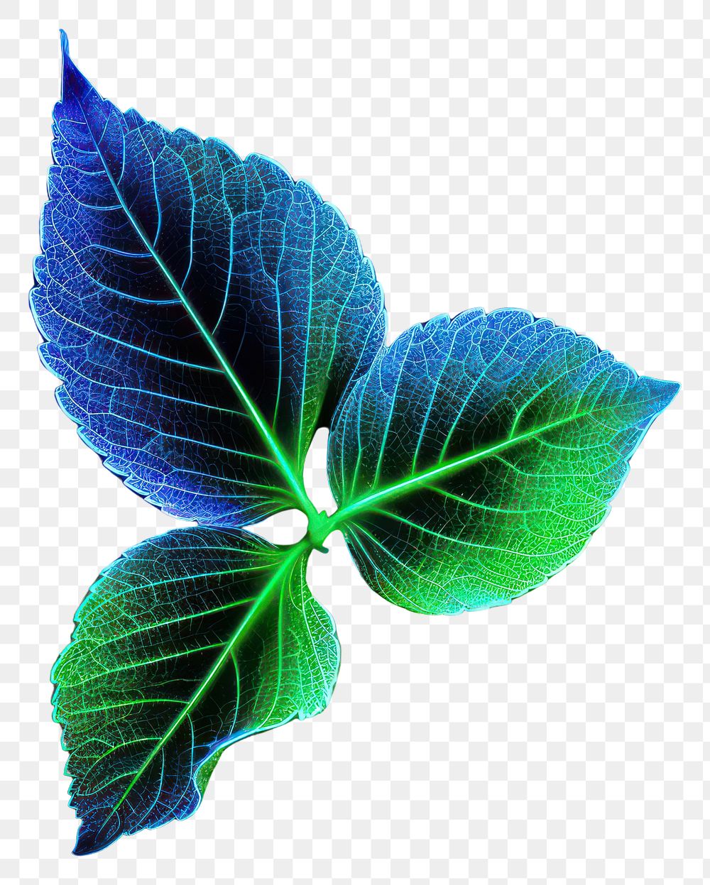 PNG Leaf green plant blue.