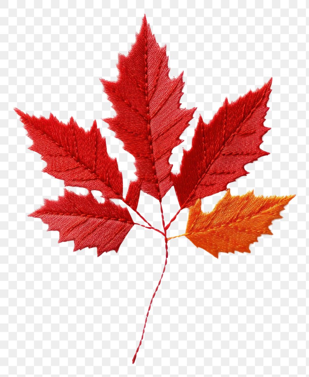 PNG Autumn leave in embroidery style maple plant leaf.