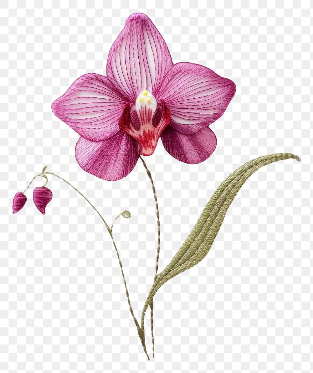 PNG Orchid in embroidery style flower petal plant.