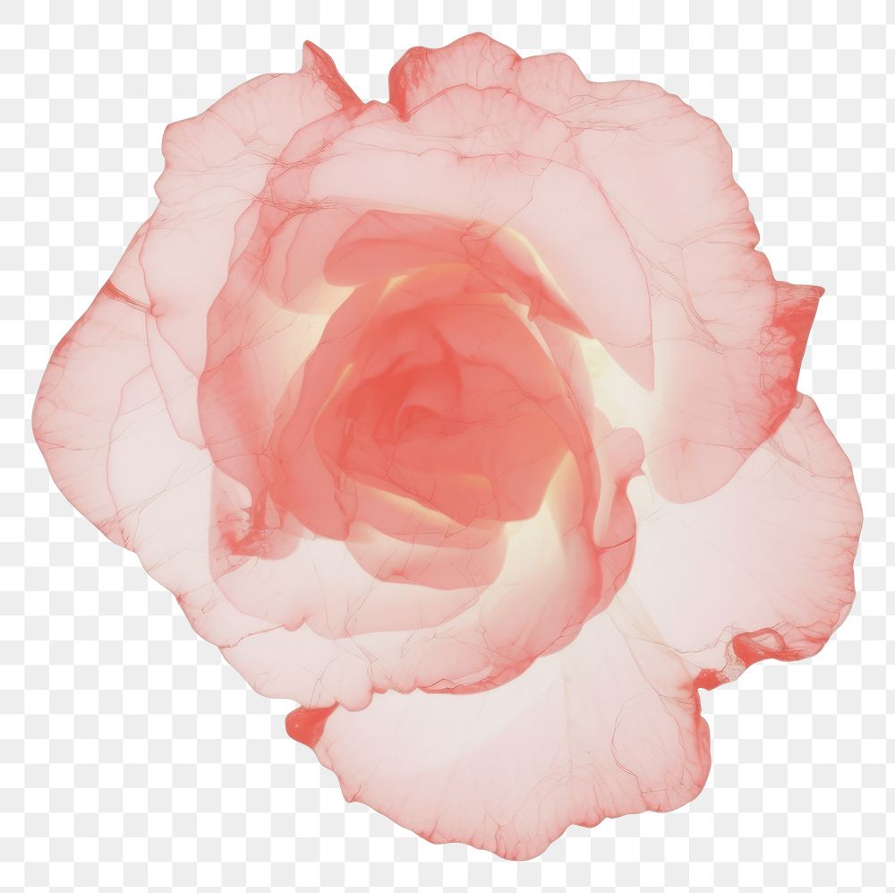 PNG Red rose marble distort shape flower petal plant.