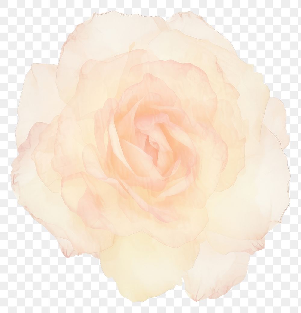 PNG Rose marble distort shape flower petal plant.