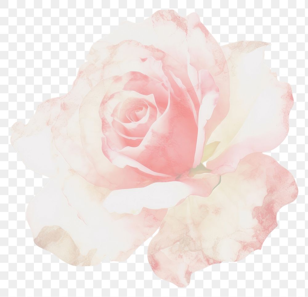 PNG Rose shape marble distort shape flower petal plant.