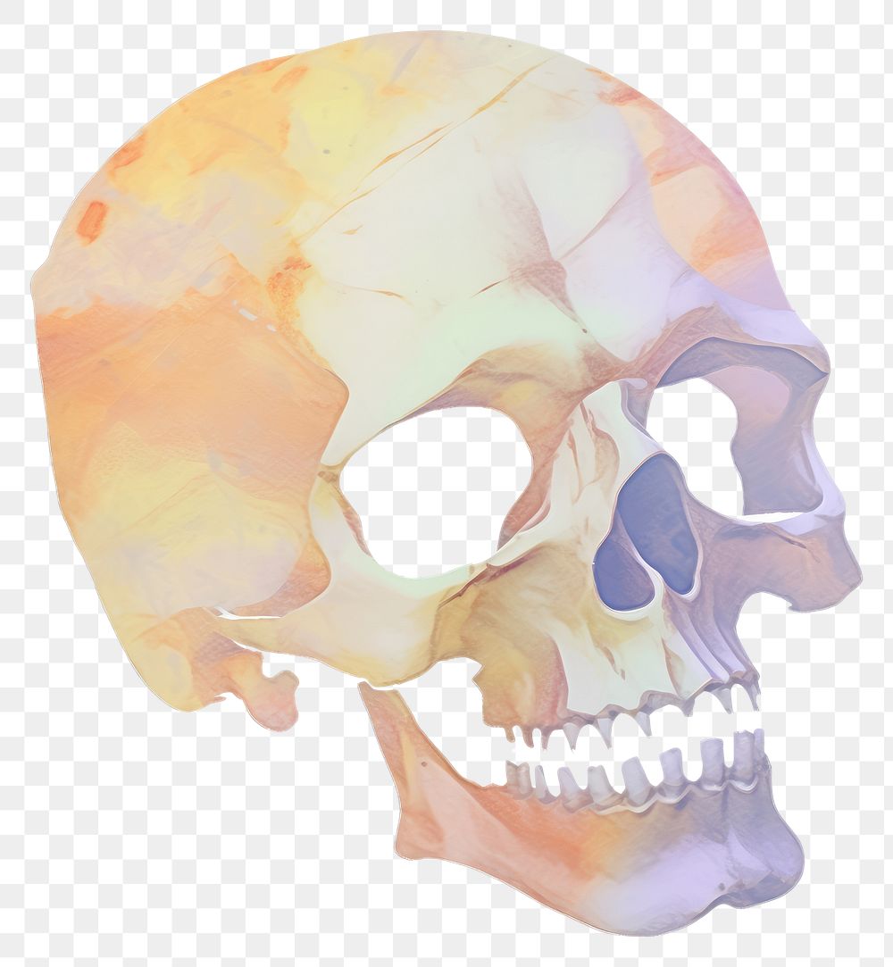 PNG Skull marble distort shape white background creativity biology.