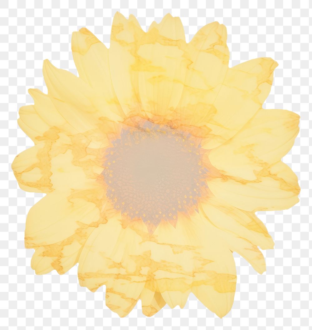 PNG Sunflower shape marble distort shape petal plant white background.