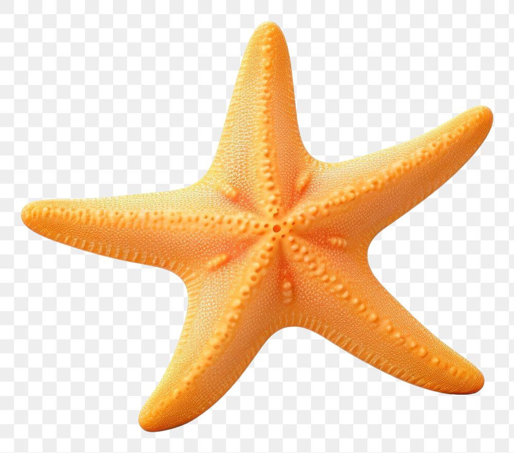 PNG  Ocean starfish white background invertebrate.