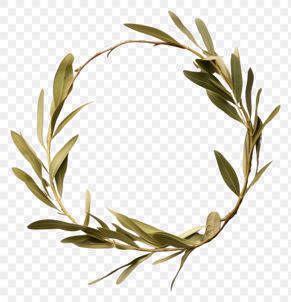 PNG Real pressed olive leaf wreath plant celebration. AI generated Image by rawpixel.