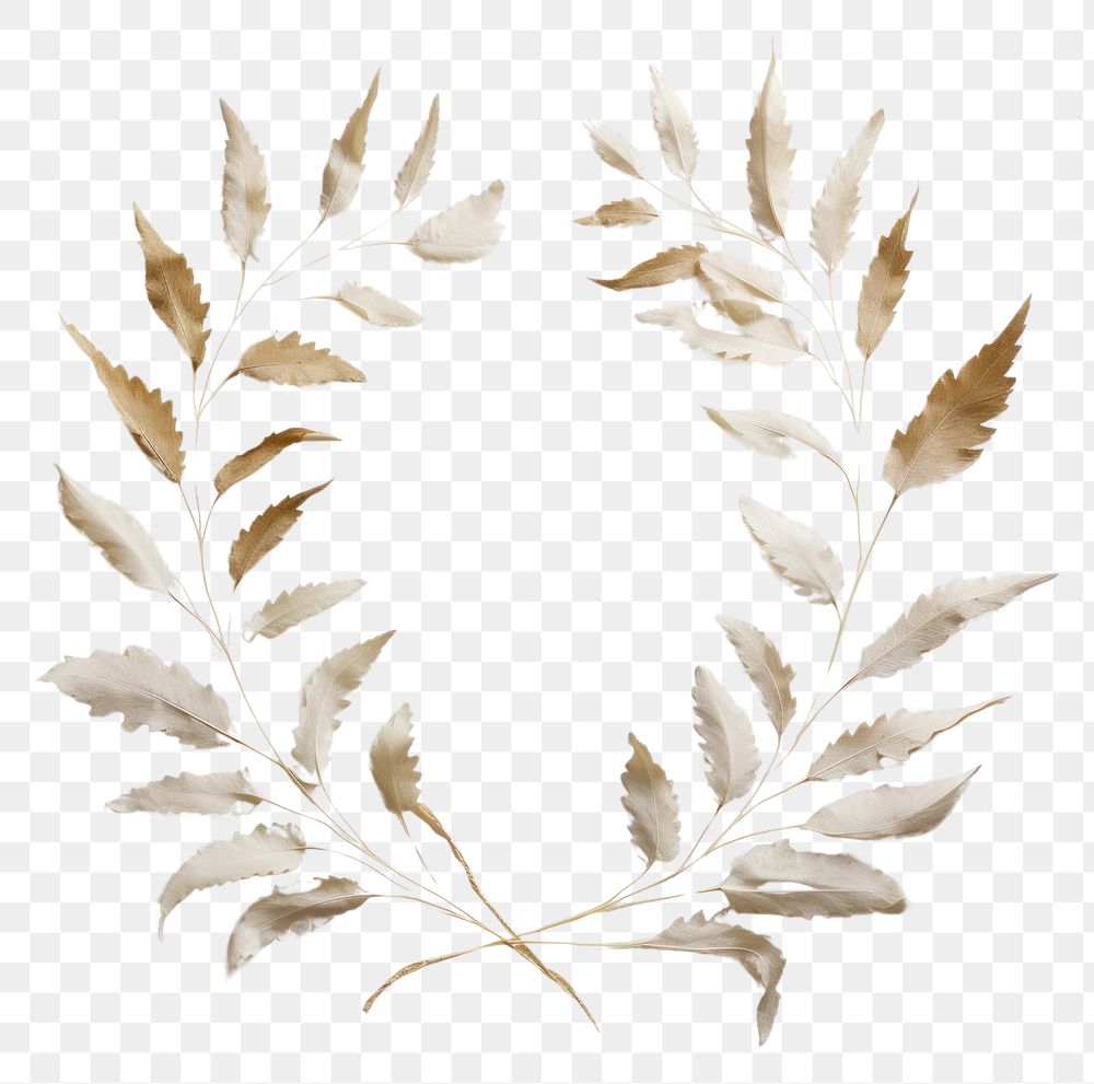 PNG Real pressed acanthus leaves plant leaf art. AI generated Image by rawpixel.