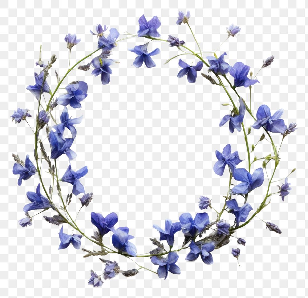 PNG Real pressed bluebells flowers wreath plant petal. 